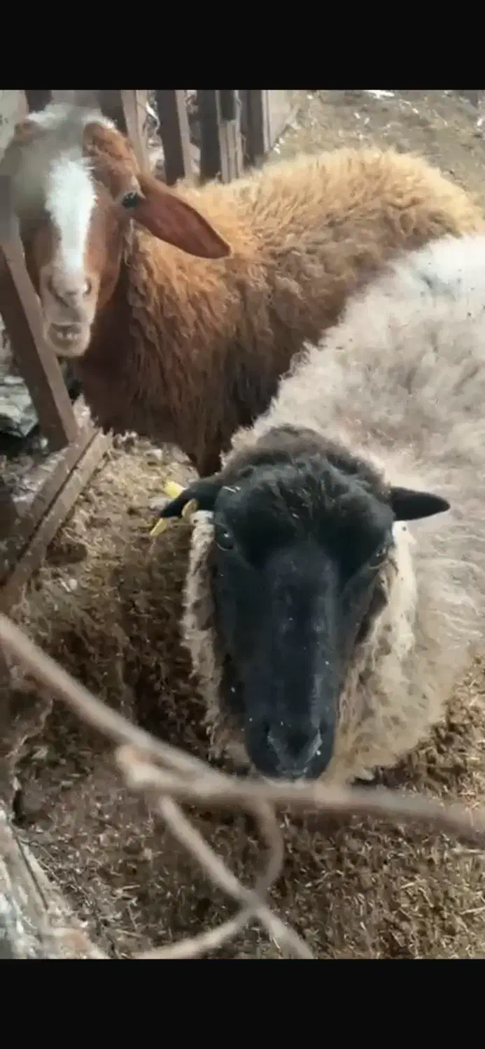 میش ۲ ساله رومانف دو قلو زا|حیوانات مزرعه|لاهیجان, بوجایه|دیوار