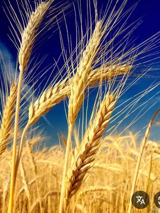 گندم دیم|خوردنی و آشامیدنی|صائین قلعه, |دیوار