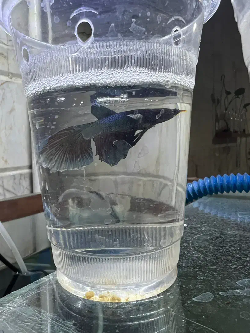 ماهی فایتر نر آماده کوپی گوپی سوارتل دم شمشیری|ماهی|قم, شهرک امام حسین|دیوار