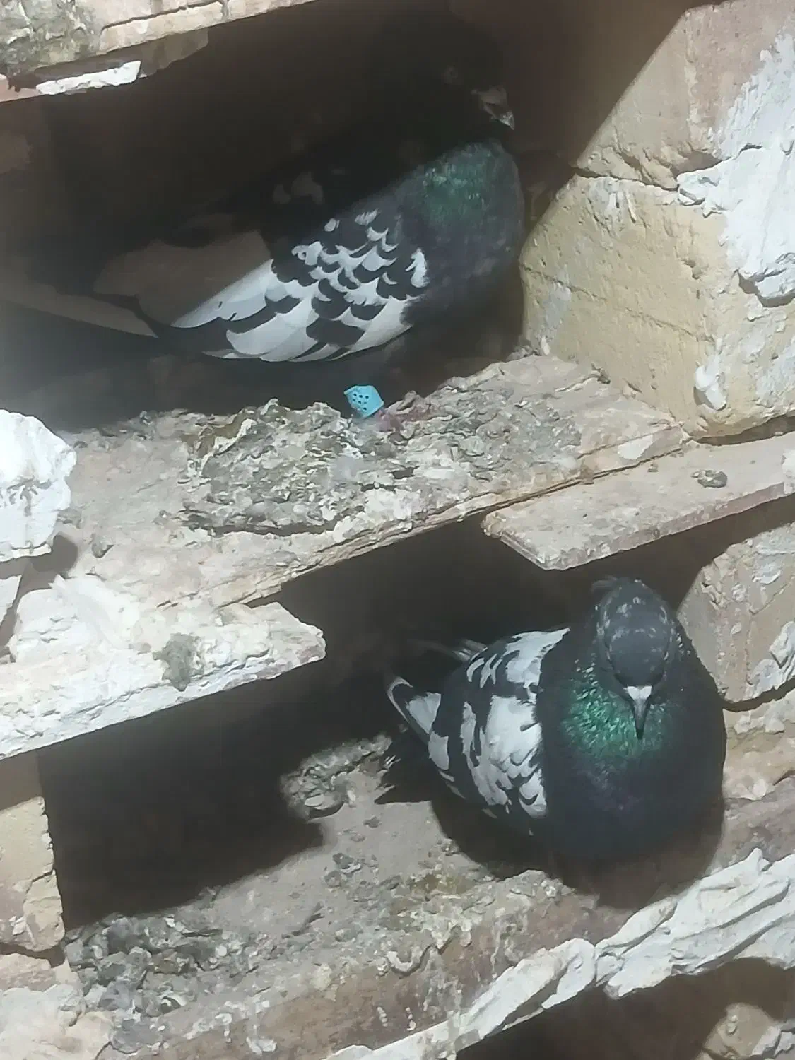 کبوتر پرشی|پرنده|تاکستان, |دیوار