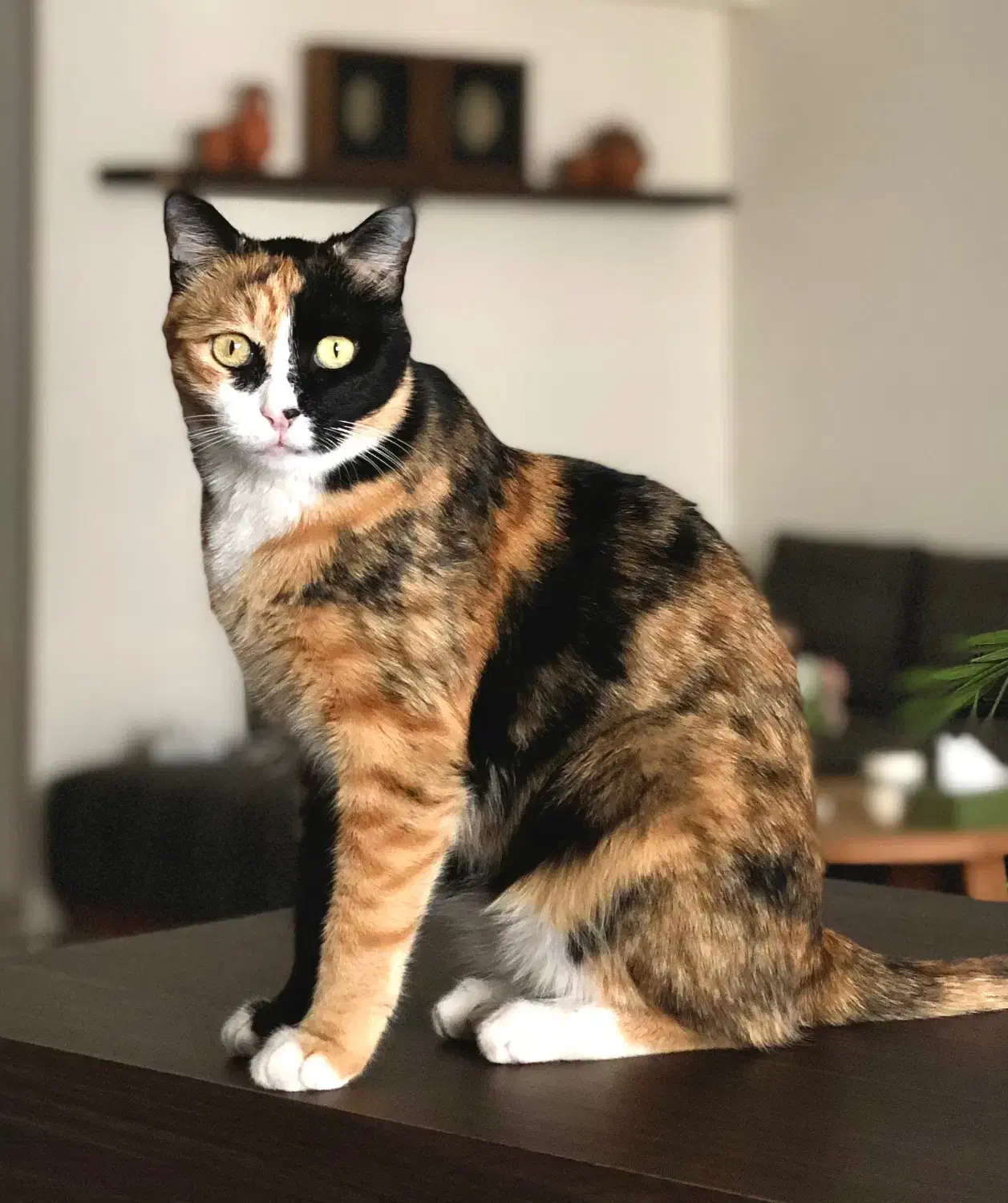 گربه گمشده نامجو|حیوانات|مشهد, شهید بهشتی|دیوار