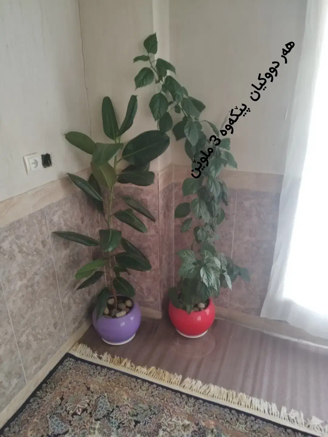 گل زینتی|گل و گیاه طبیعی|بانه, |دیوار