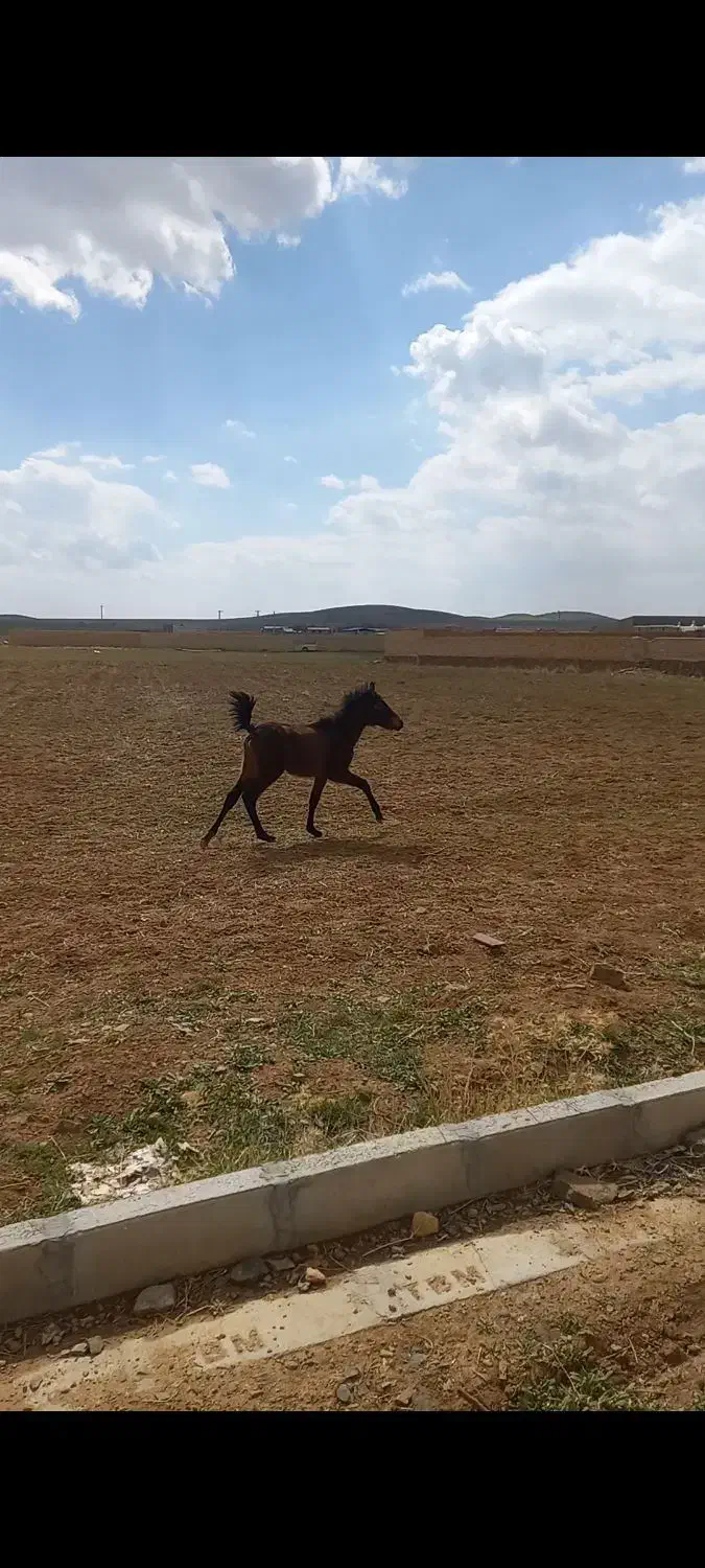 اسب|اسب و تجهیزات اسب‌سواری|اراک, |دیوار