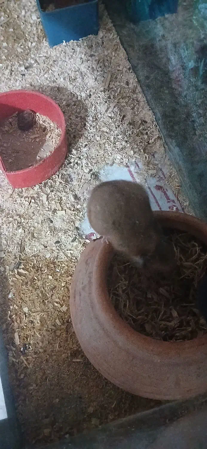 همستر با دو عدد آکواریوم|موش و خرگوش|زاهدان, |دیوار