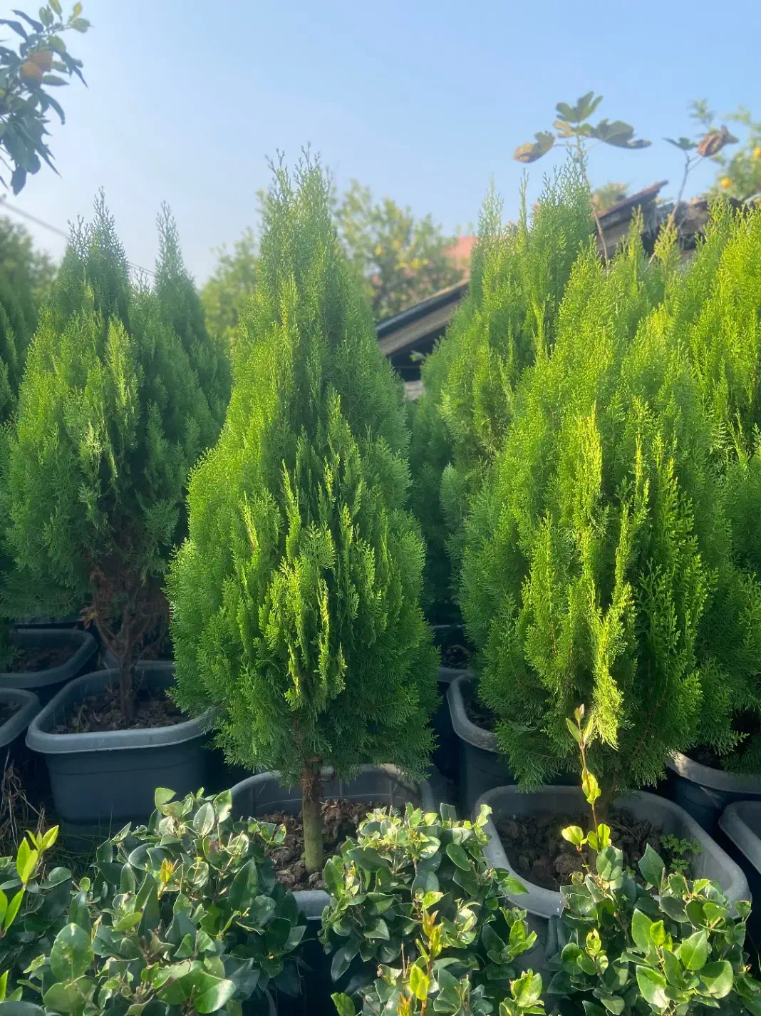 گلهای فضای سبز|گل و گیاه طبیعی|واجارگاه, |دیوار