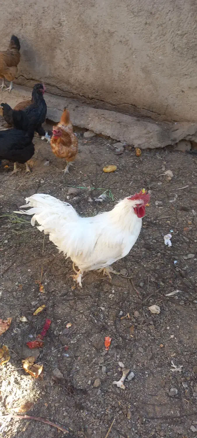 فروش مرغ وخروس|حیوانات مزرعه|چادگان, |دیوار