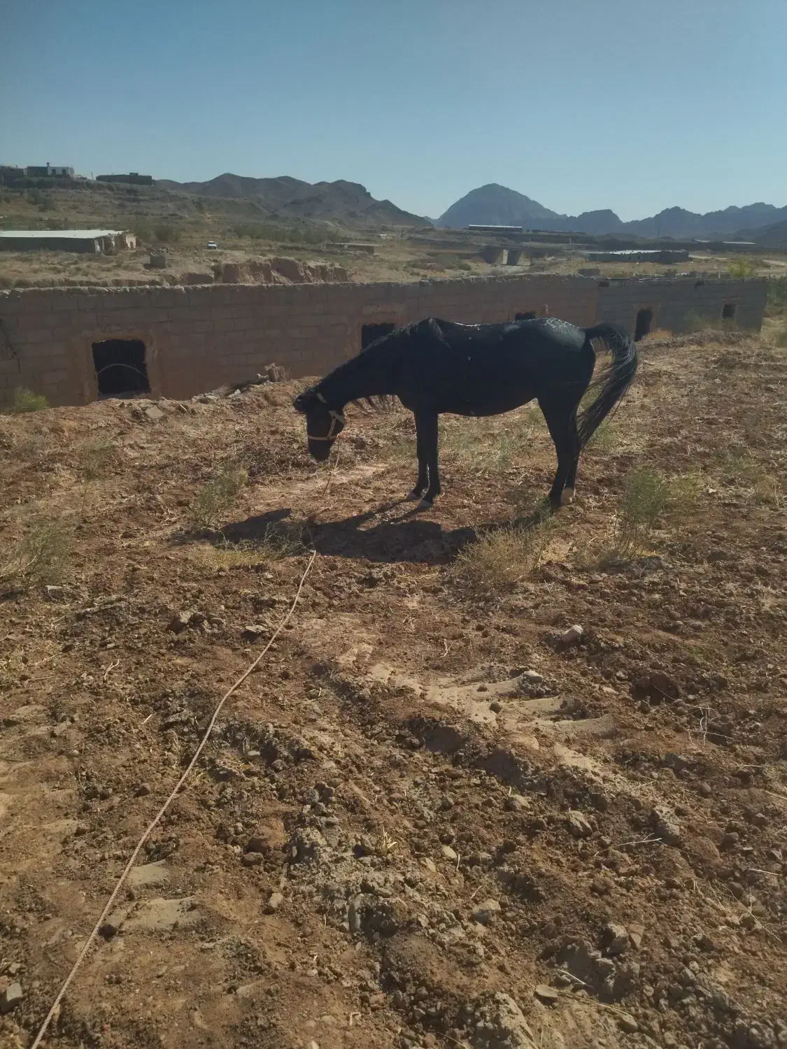 اسب مادیان 3به4فروش|اسب و تجهیزات اسب‌سواری|تربت جام, جلگه موسی آباد|دیوار