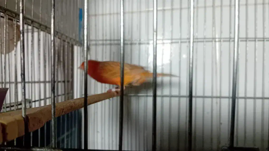 فروش قناری اوپال نر مست|پرنده|اندیمشک, |دیوار