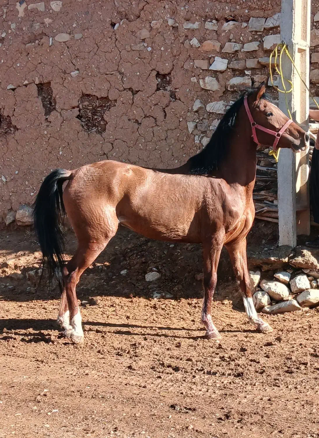 خریدو فروش اسب های پالونی|اسب و تجهیزات اسب‌سواری|ثلاث باباجانی, |دیوار