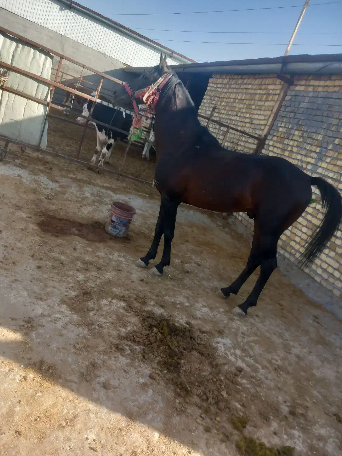 اسب|اسب و تجهیزات اسب‌سواری|ساروق, |دیوار