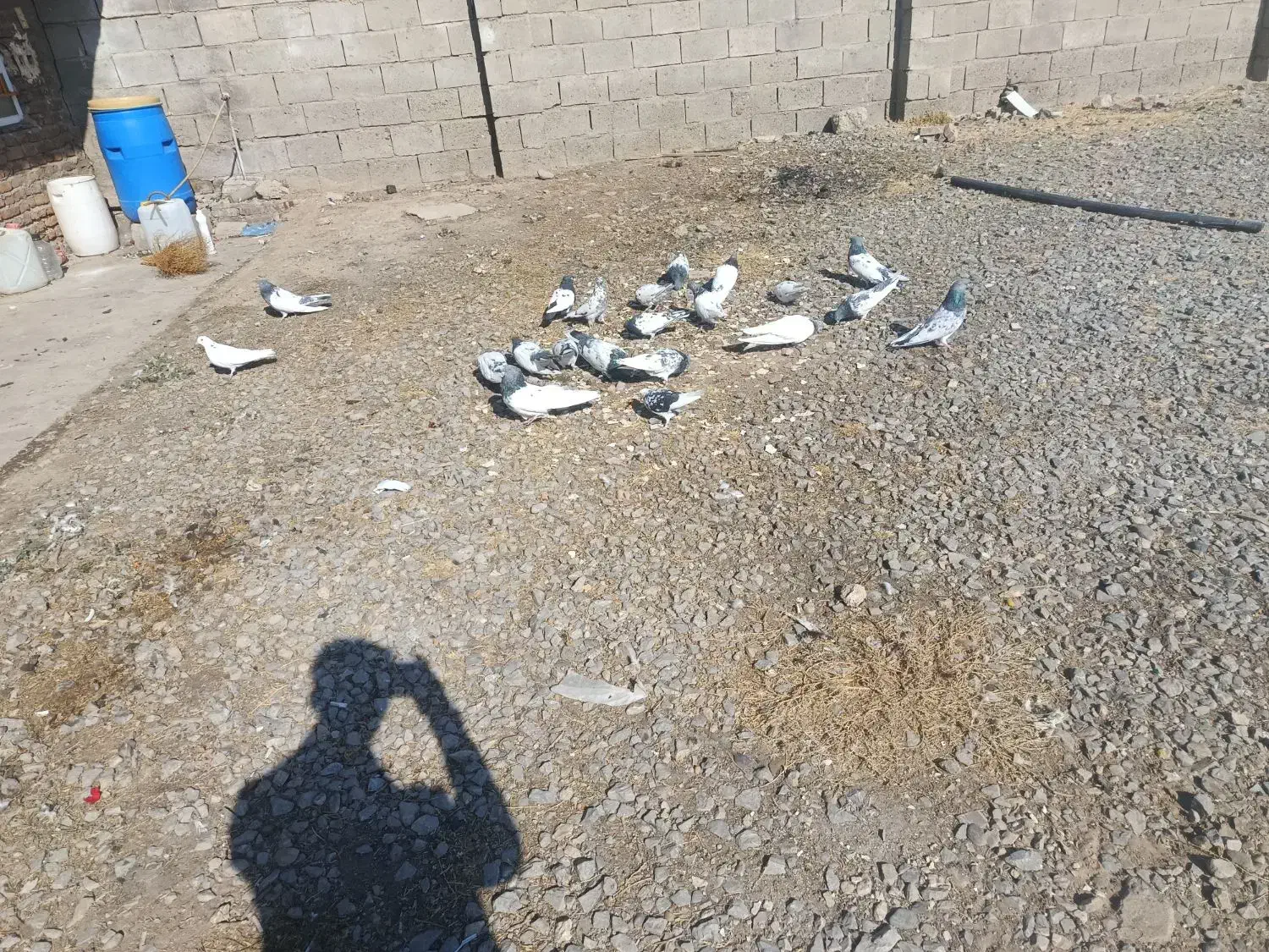 کبوتر|پرنده|لیلان, |دیوار