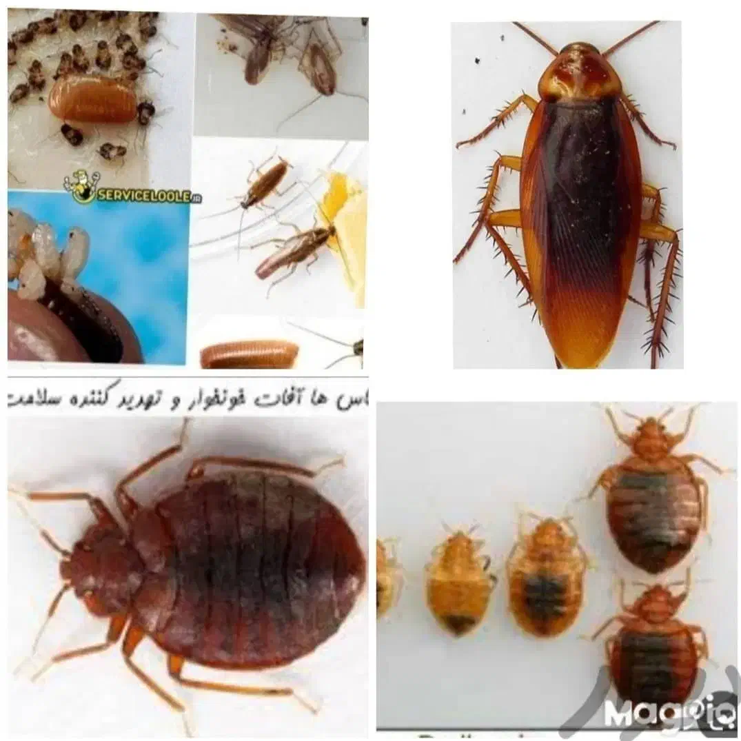 سمپاشی تخصصی سم پاشی سوسک ساس موریانه/با ضمانت|خدمات نظافت|اهواز, کمپلو شمالی|دیوار