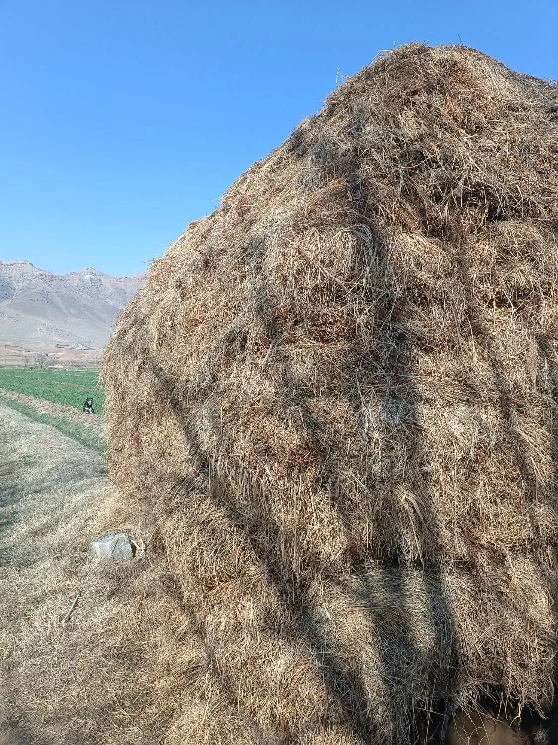 علف|لوازم جانبی حیوانات|ایواوغلی, |دیوار