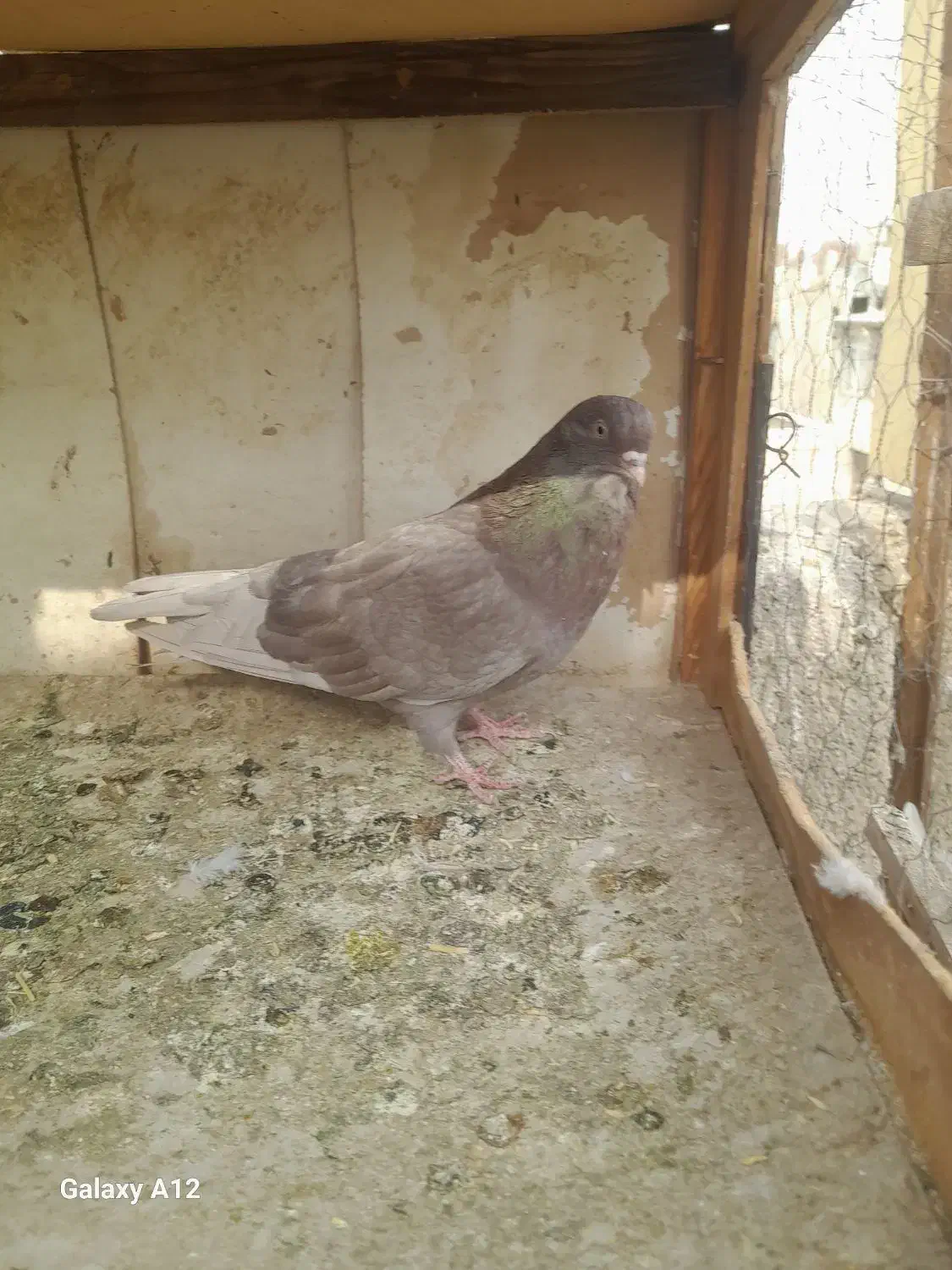 کفتر|پرنده|شهریار, بکه|دیوار