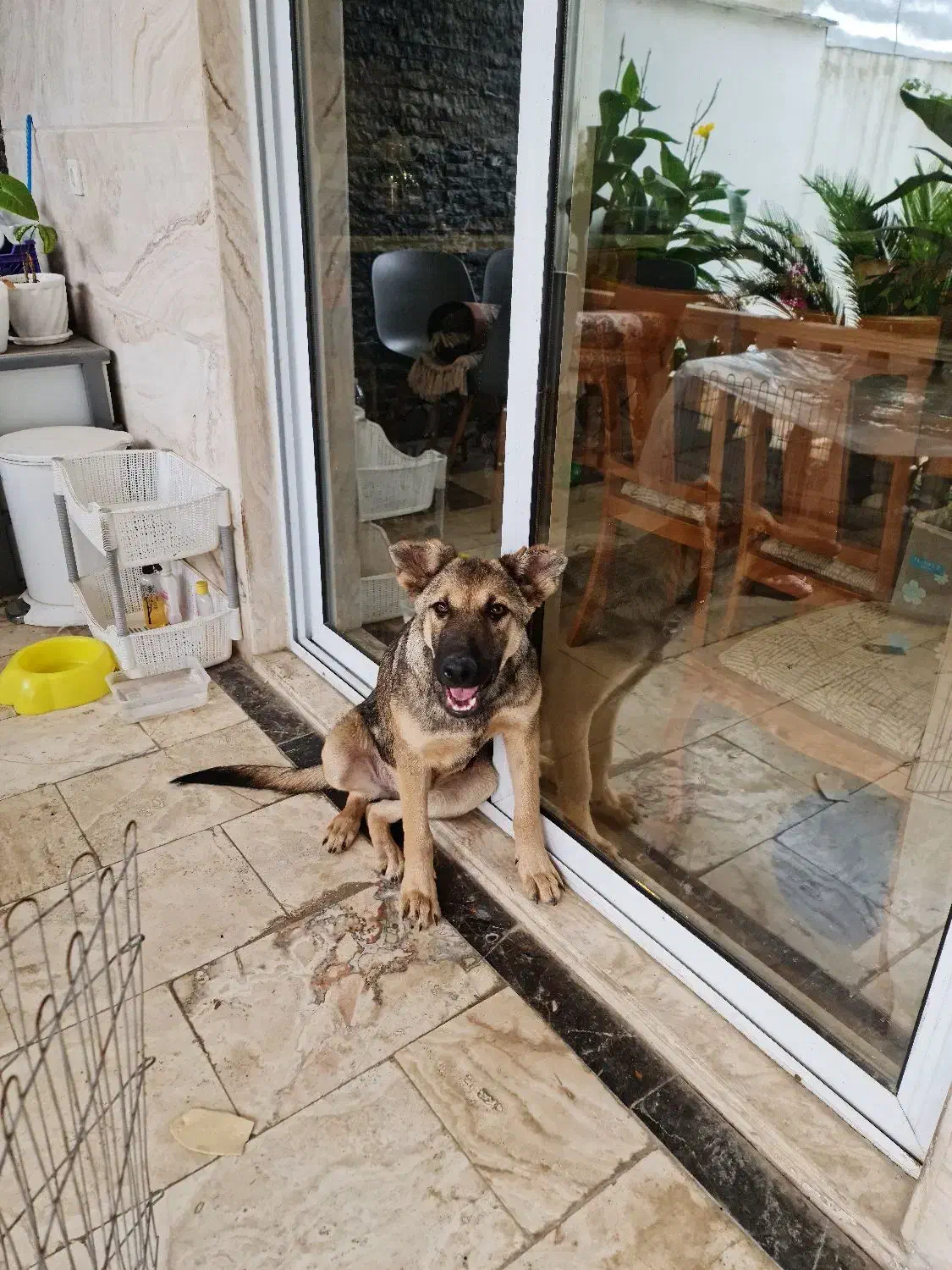 واگداری فوری سگ بومی|سگ|آمل, |دیوار