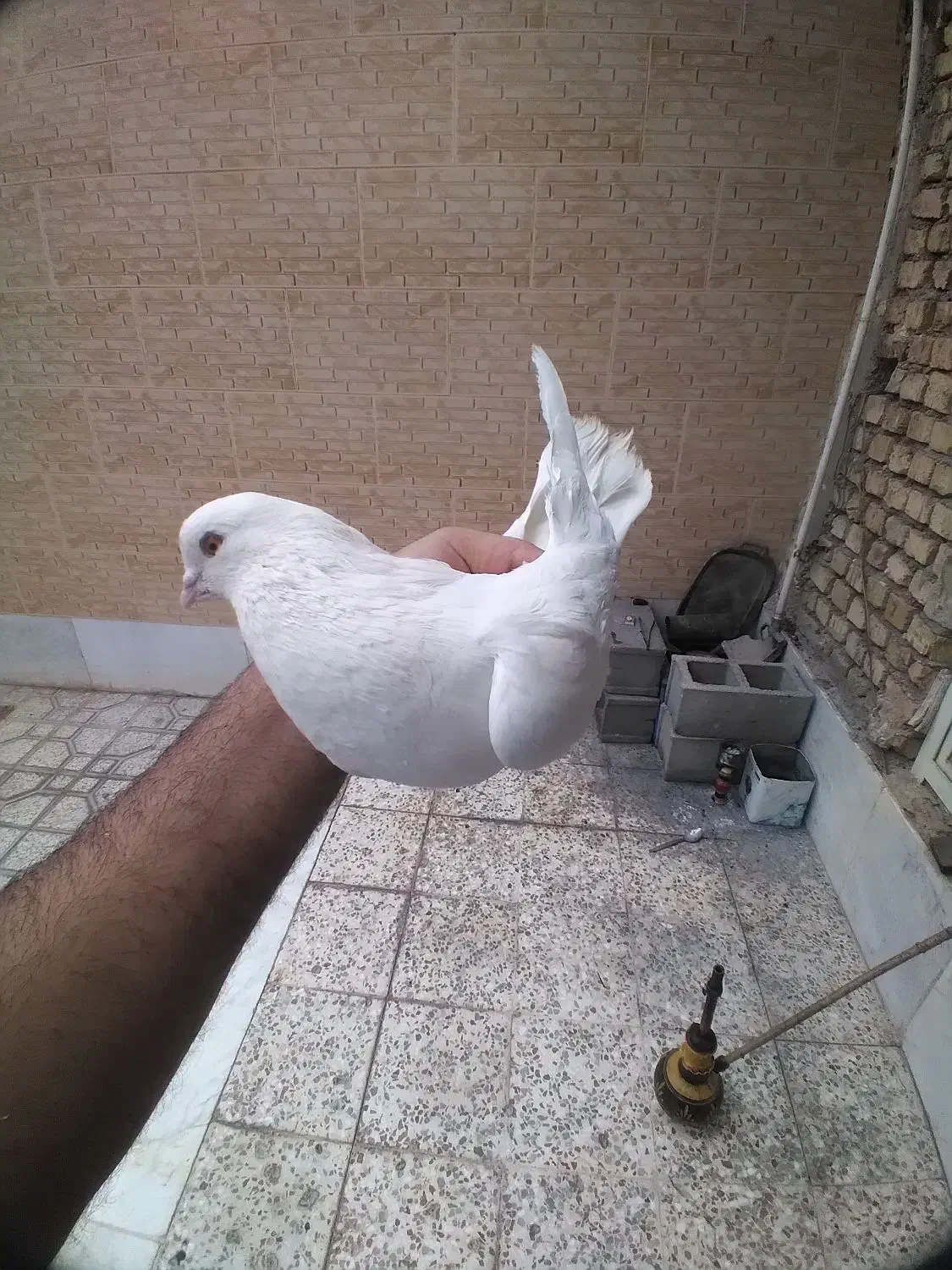 کبوتر چشم پرتقالی اصیل|پرنده|دهاقان, |دیوار