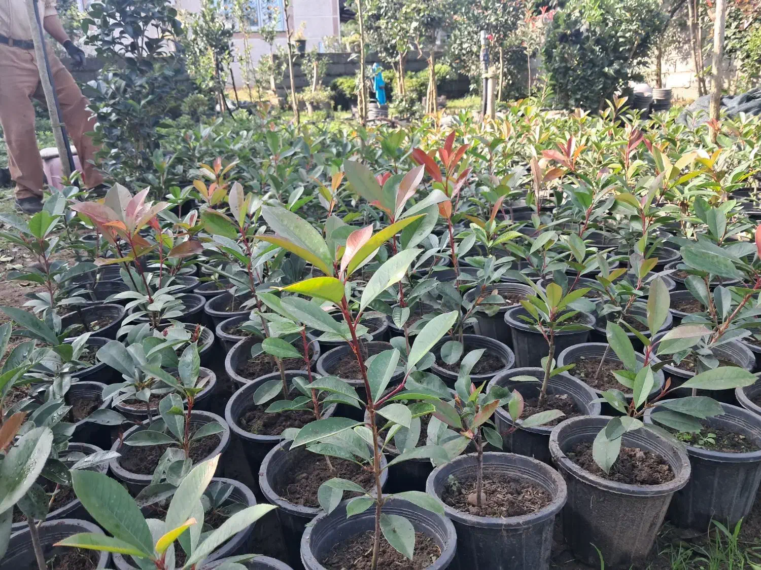 گلکاری باغبانی فضای سبز|خدمات باغبانی و درختکاری|واجارگاه, |دیوار