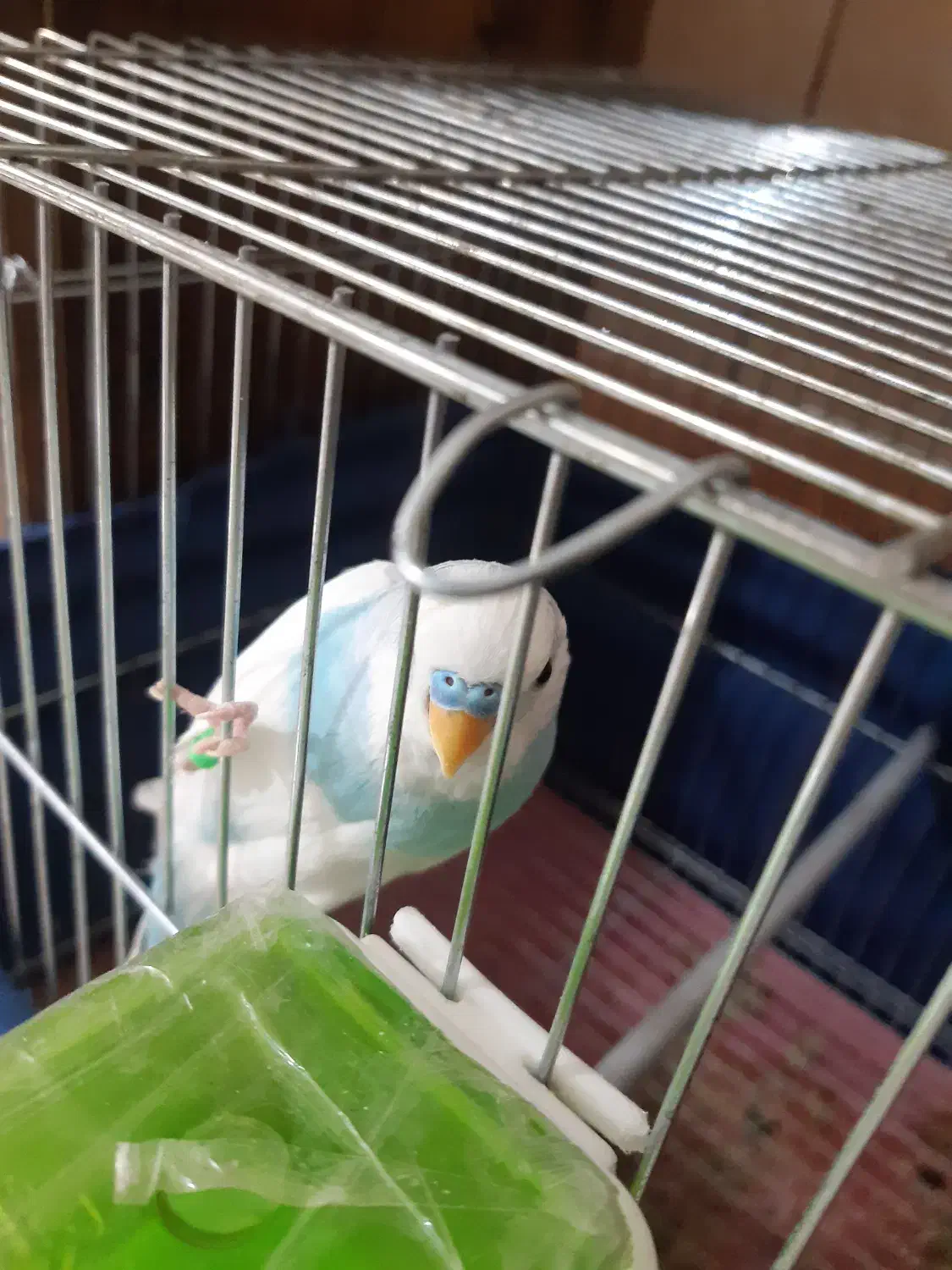 مرغ عشق دستی|پرنده|شاهین‌شهر, نظامی|دیوار