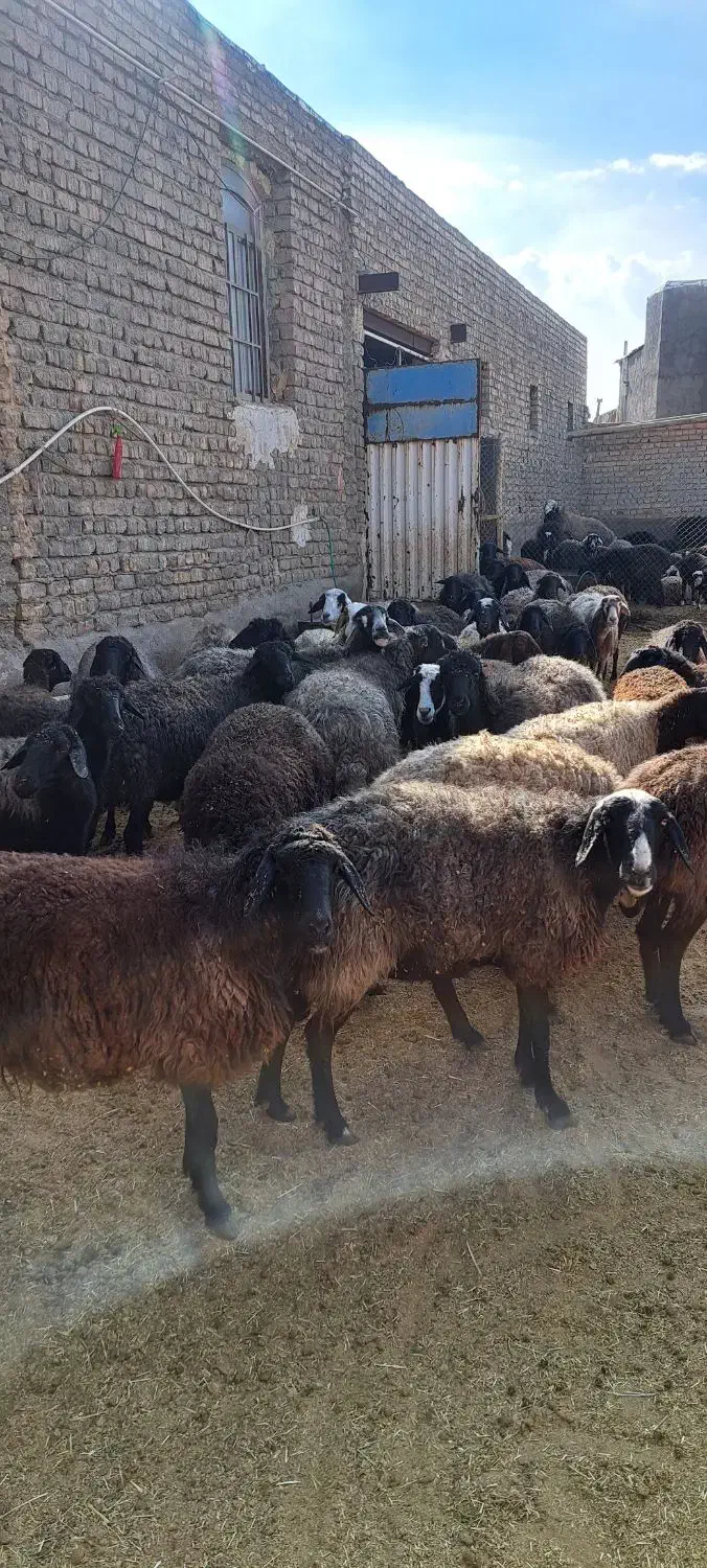 میش جوون و سالم سیاه کبود اصل قمی|حیوانات مزرعه|سلفچگان, |دیوار