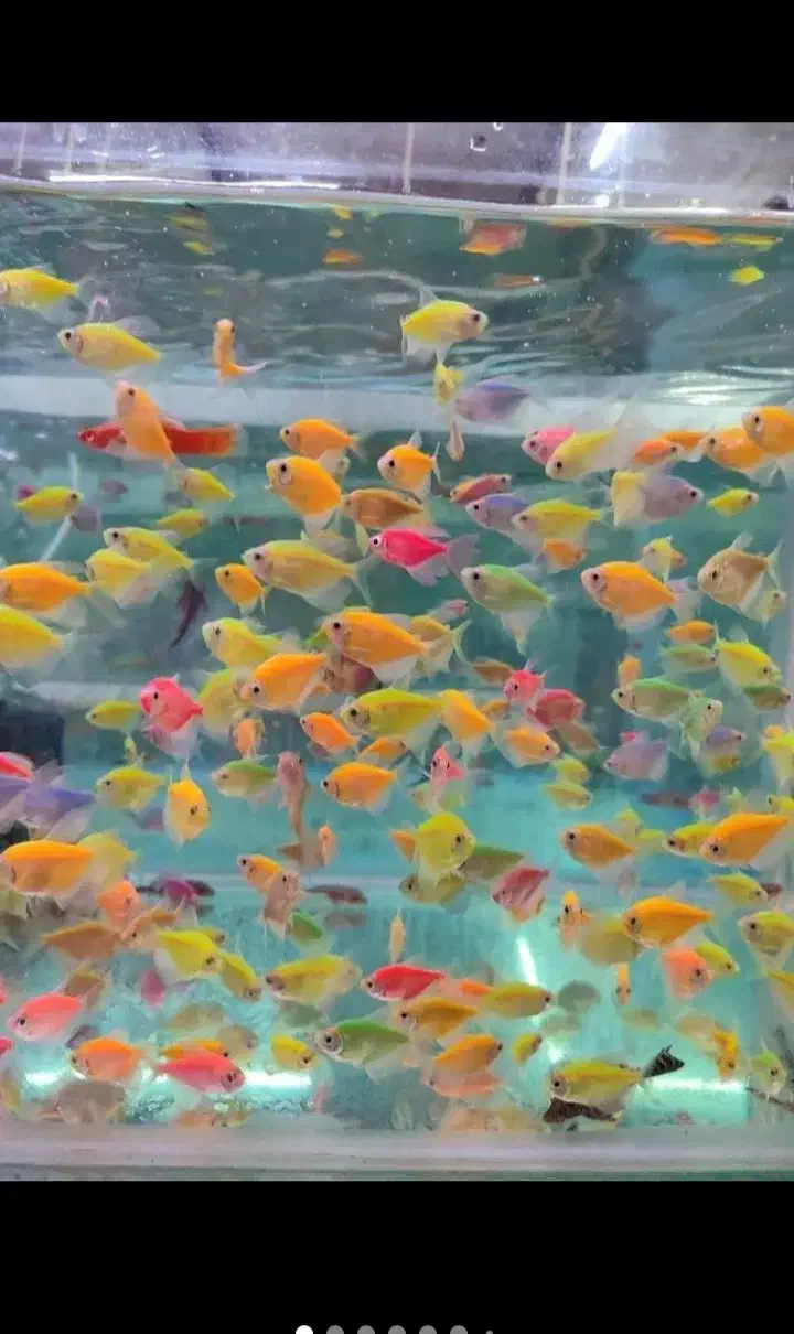 ماهی آکواریومی|ماهی|سبزوار, پیام|دیوار