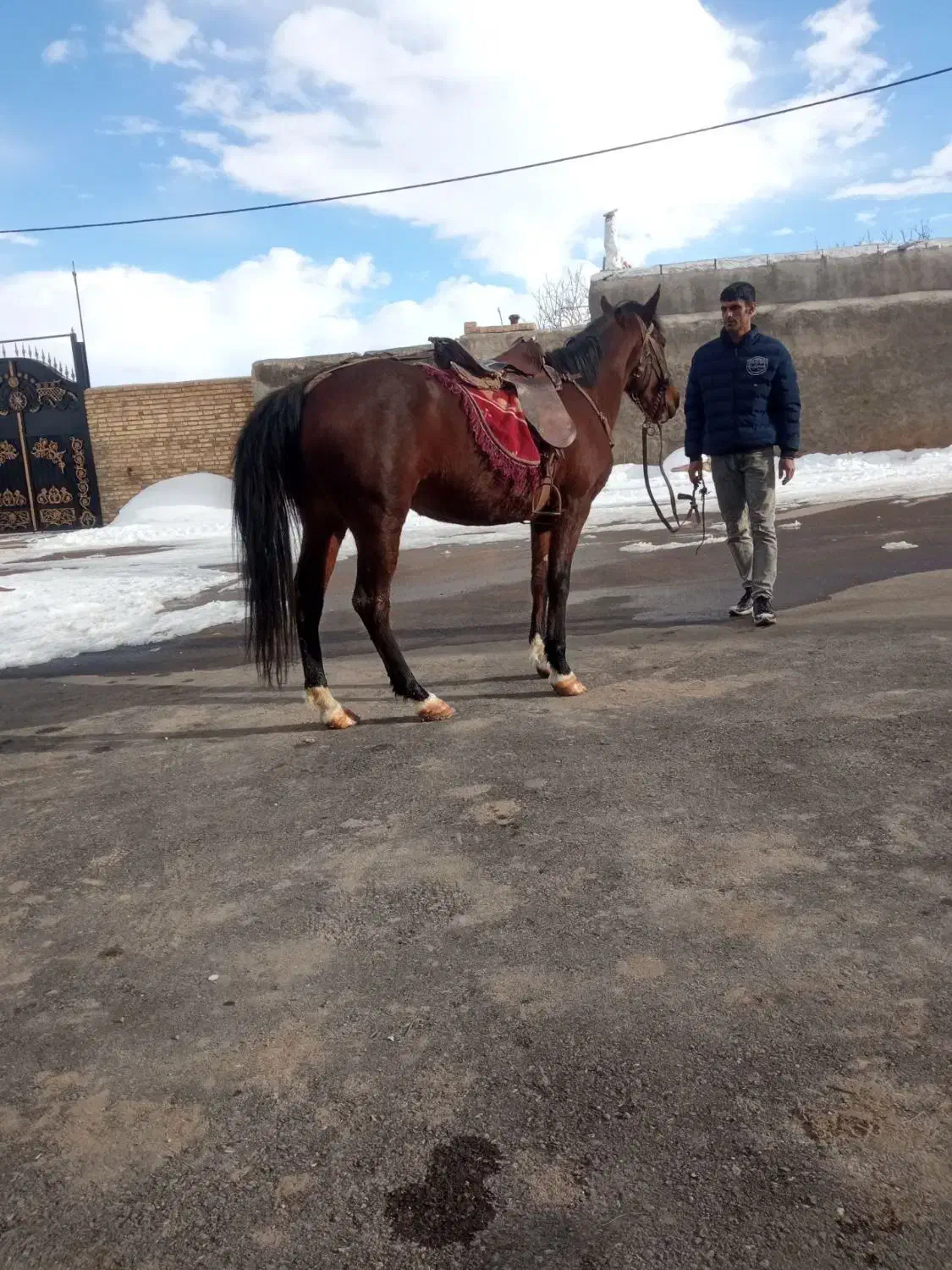 اسب مادیان|اسب و تجهیزات اسب‌سواری|کرج, چمران|دیوار