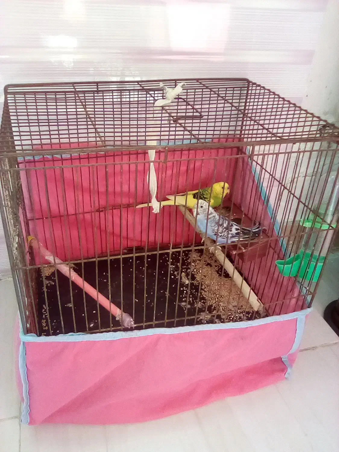 مرغ عشق باقفس ولوازم|پرنده|لاهیجان, بازکیاگوراب|دیوار