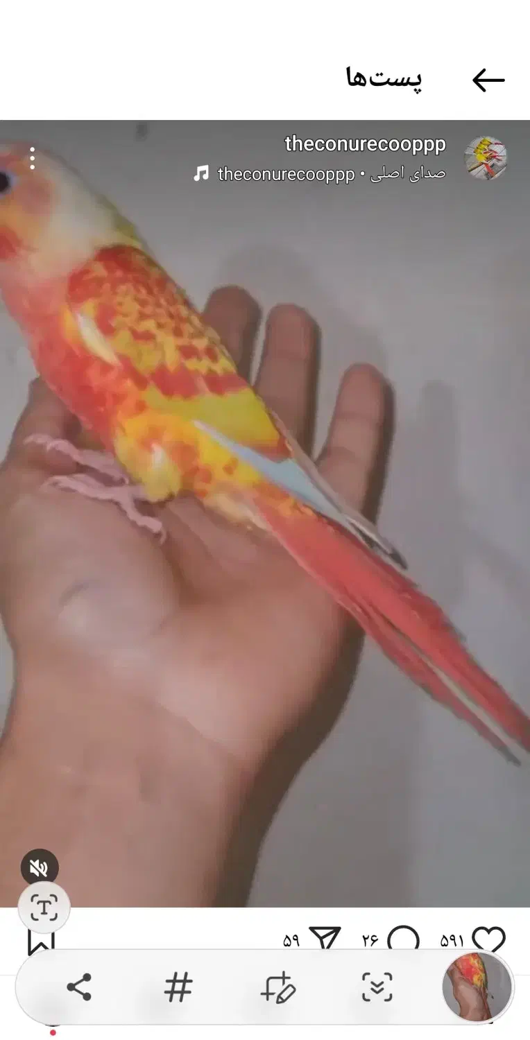 گرینچیک ردچیک طوطی گرین چیک رد چیک پاید فالو|پرنده|بجنورد, |دیوار