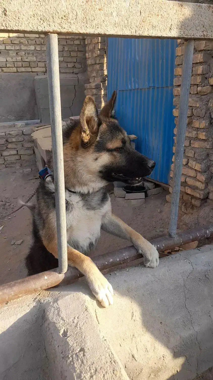 سگ ژرمن|سگ|تفت, |دیوار