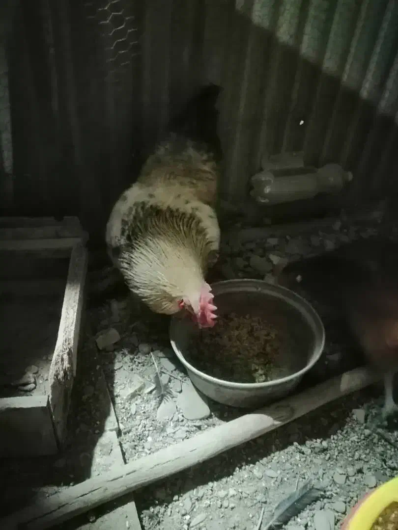 خروس|حیوانات مزرعه|مشهد, چهارچشمه|دیوار