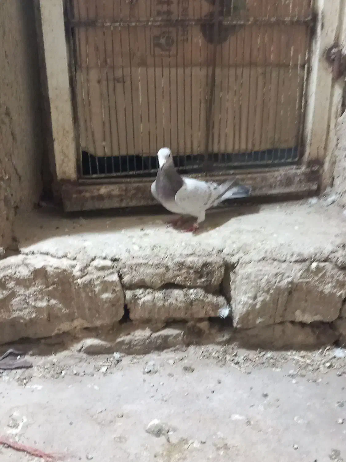 نامور|پرنده|لالجین, |دیوار