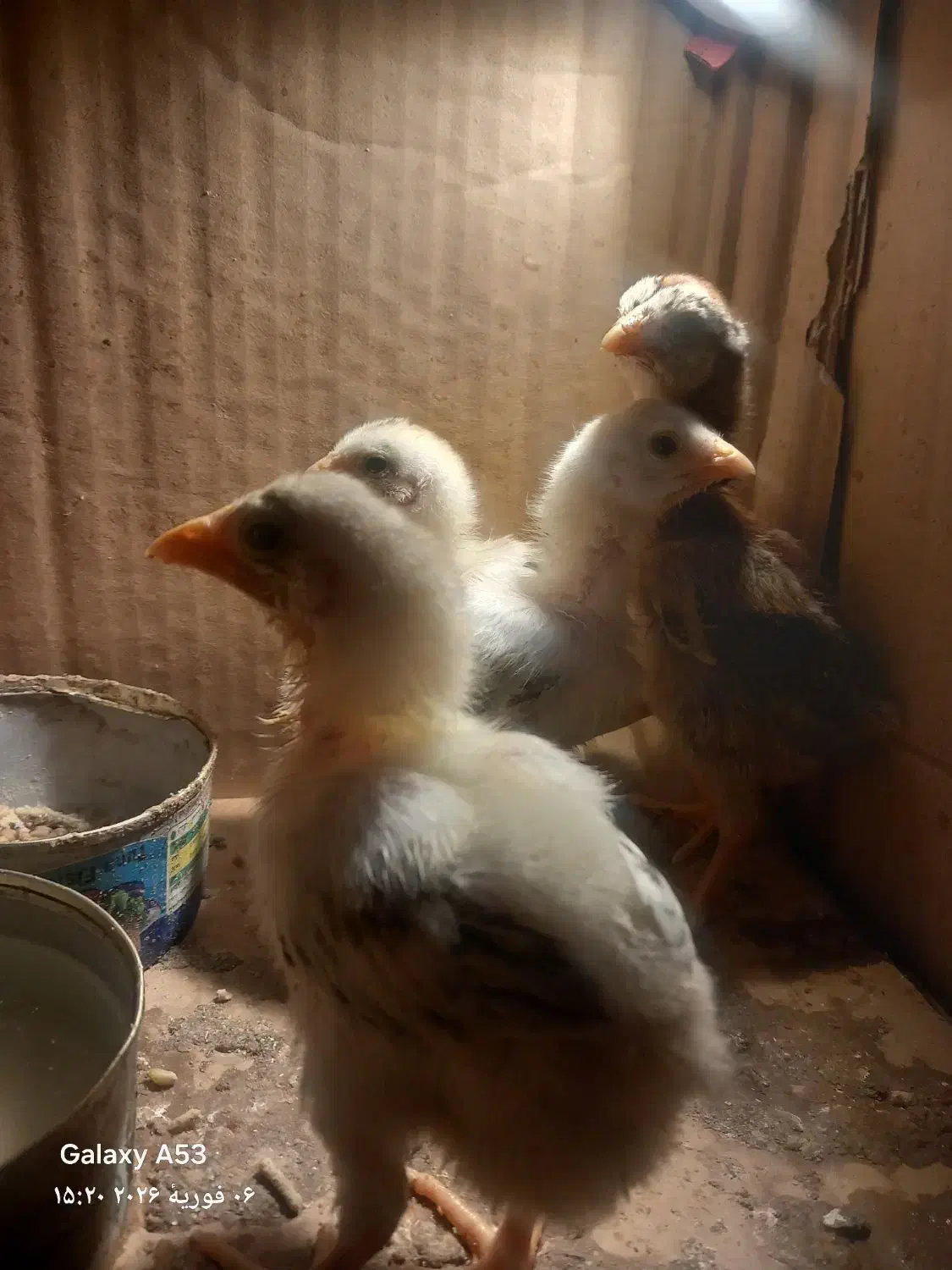 جوجه لاری اصل|حیوانات مزرعه|نگین شهر, |دیوار