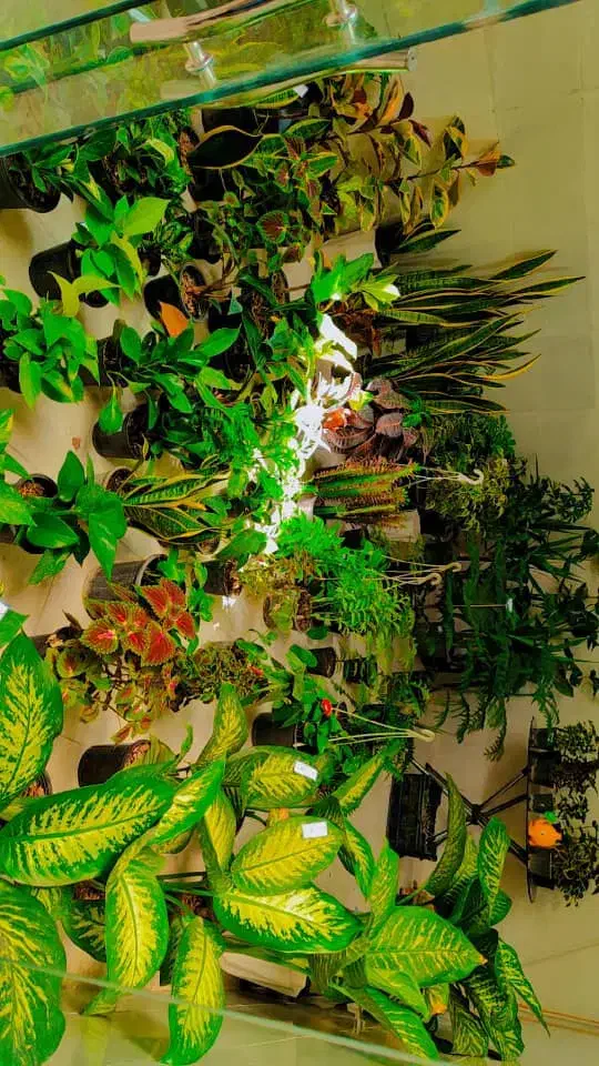 گل و گیاه|گل و گیاه طبیعی|دهدشت, |دیوار