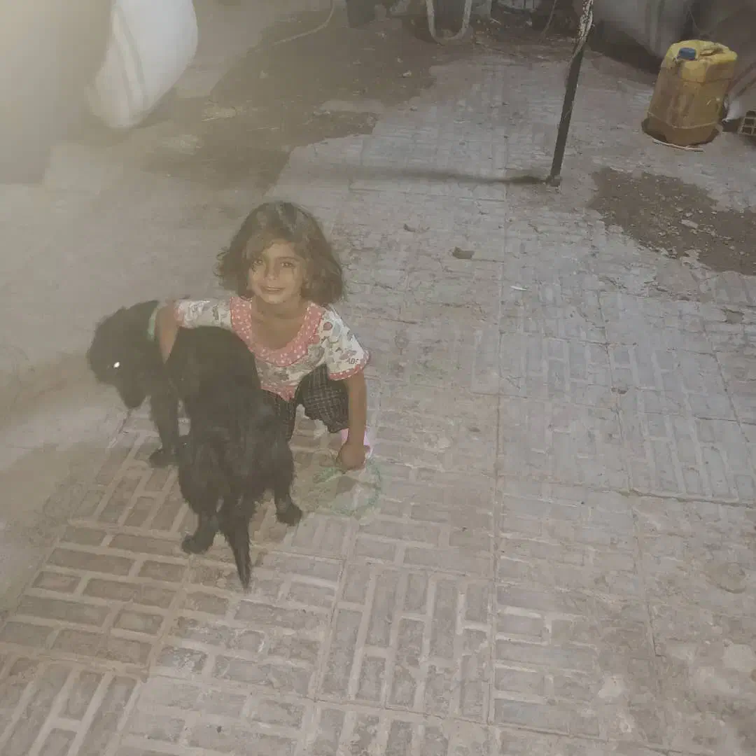 سلام سگ فروشی|سگ|رفسنجان, |دیوار