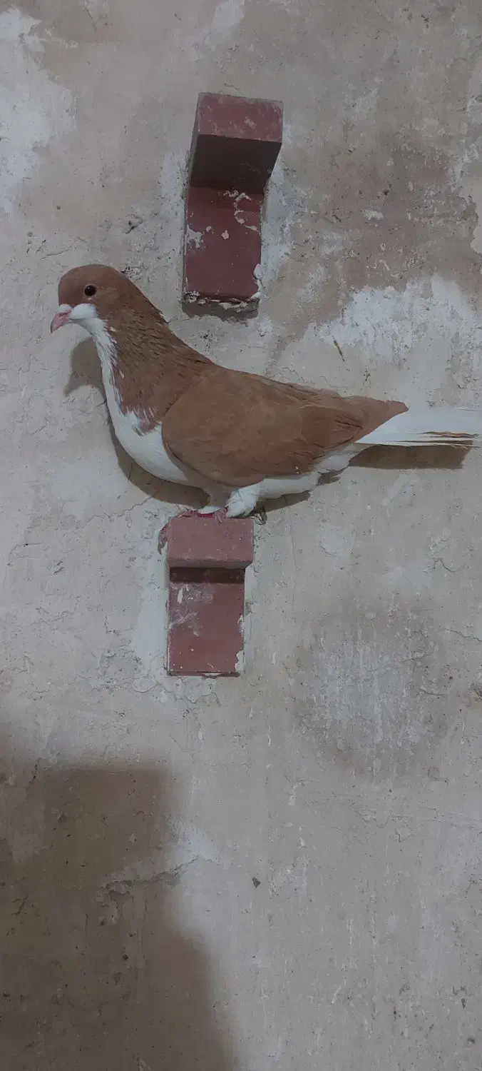 ماده خوب|پرنده|شیراز, قلعه نو|دیوار