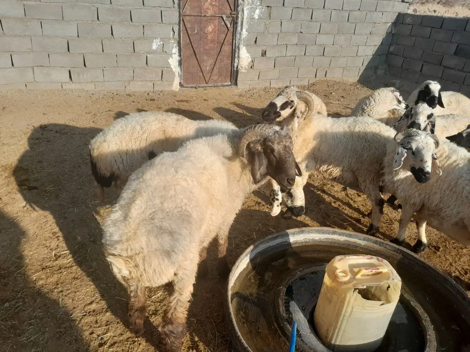 بره و شیشک فروشی سربیشه|حیوانات مزرعه|سربیشه, |دیوار