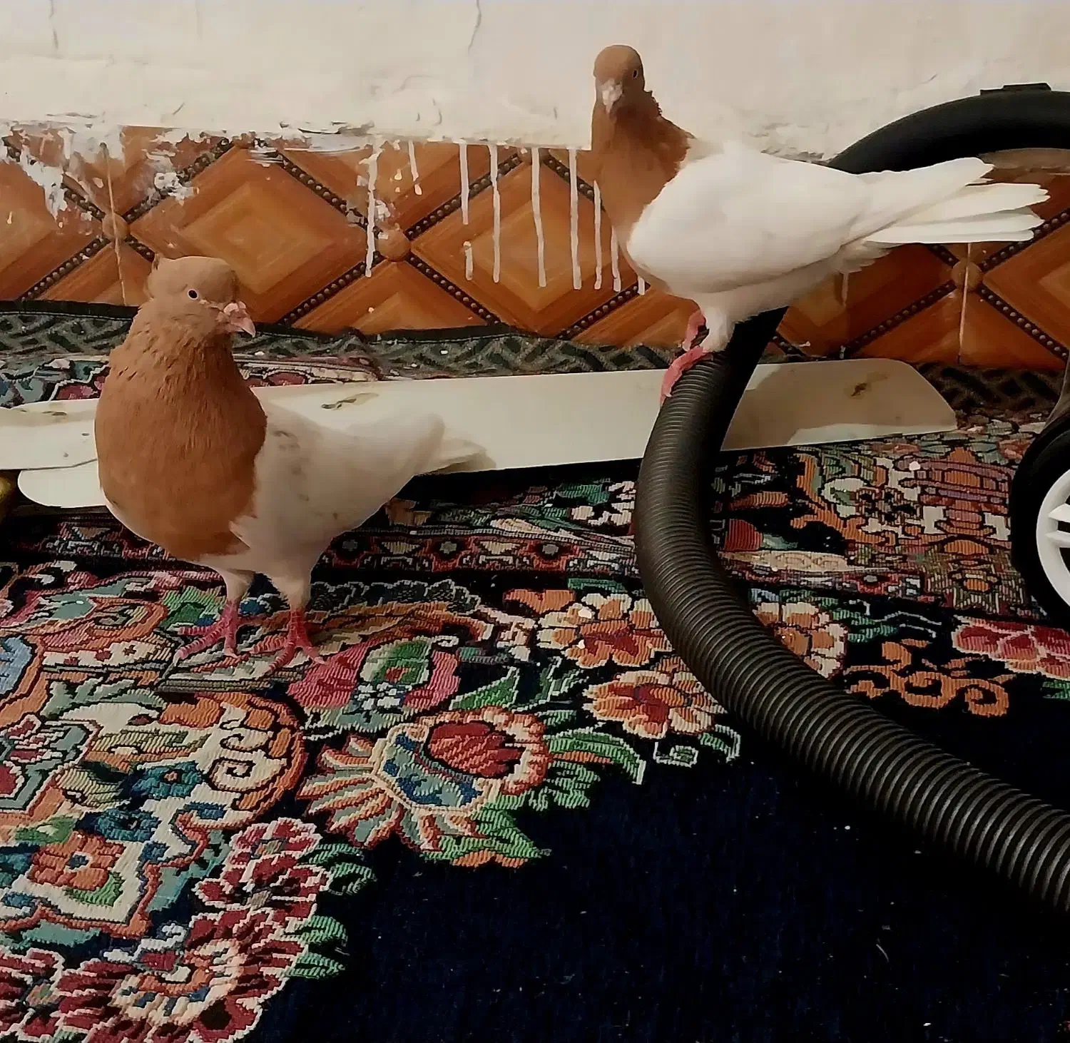 کله زرد نر و ماده|پرنده|سوسنگرد, |دیوار