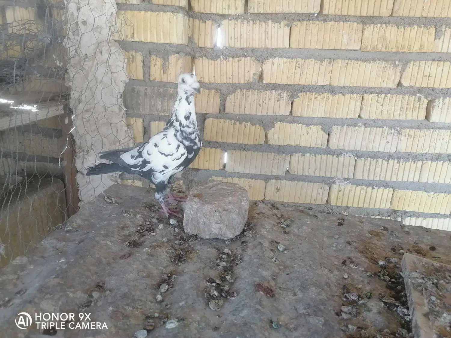 ماده دم سیاه سینه تخت جوان|پرنده|شیراز, زرهی|دیوار