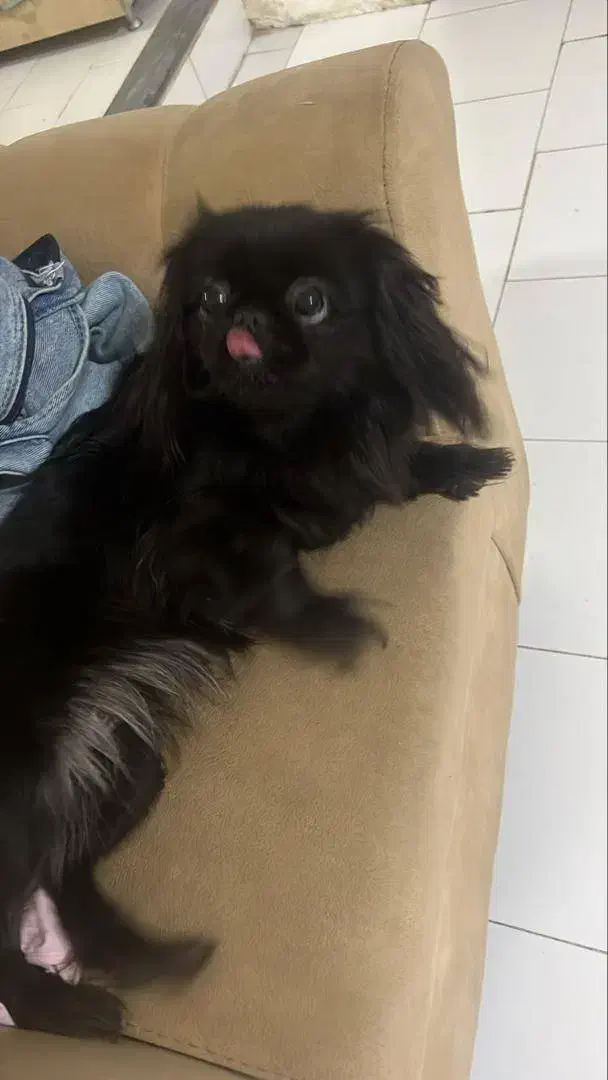 فروش سگ|سگ|قائم‌شهر, |دیوار