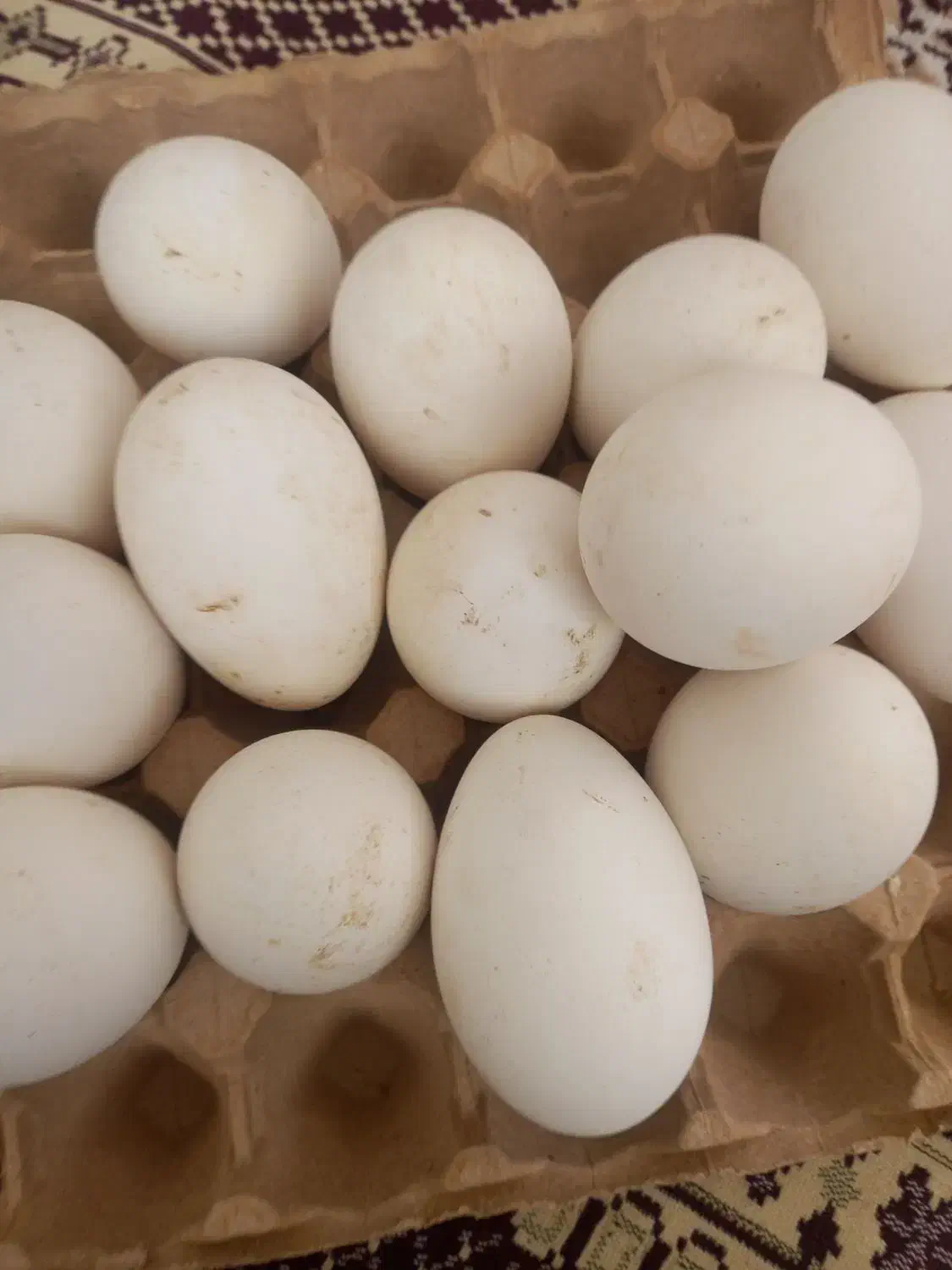 تخم غاز|حیوانات مزرعه|مانه, |دیوار