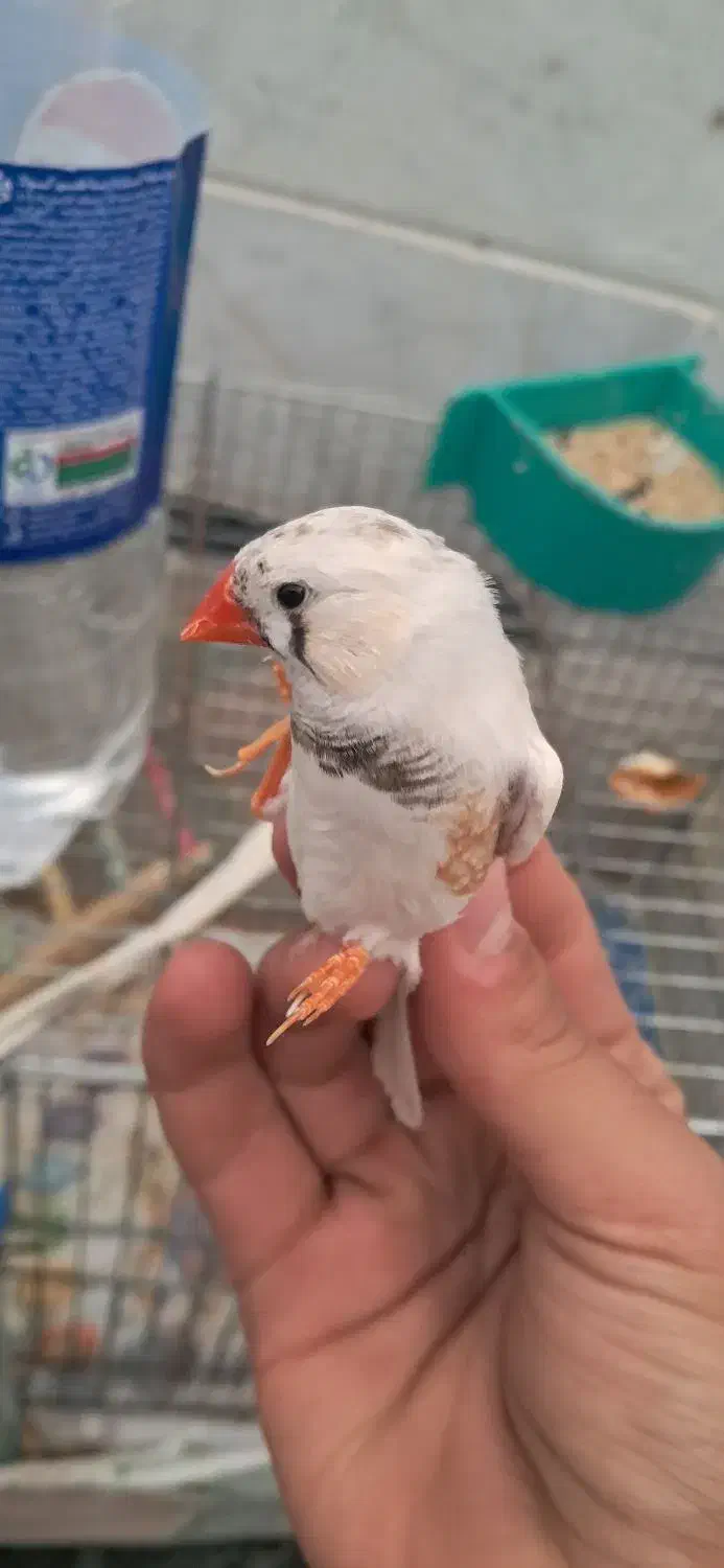 معاوضه فنچ|پرنده|شاهرود, |دیوار