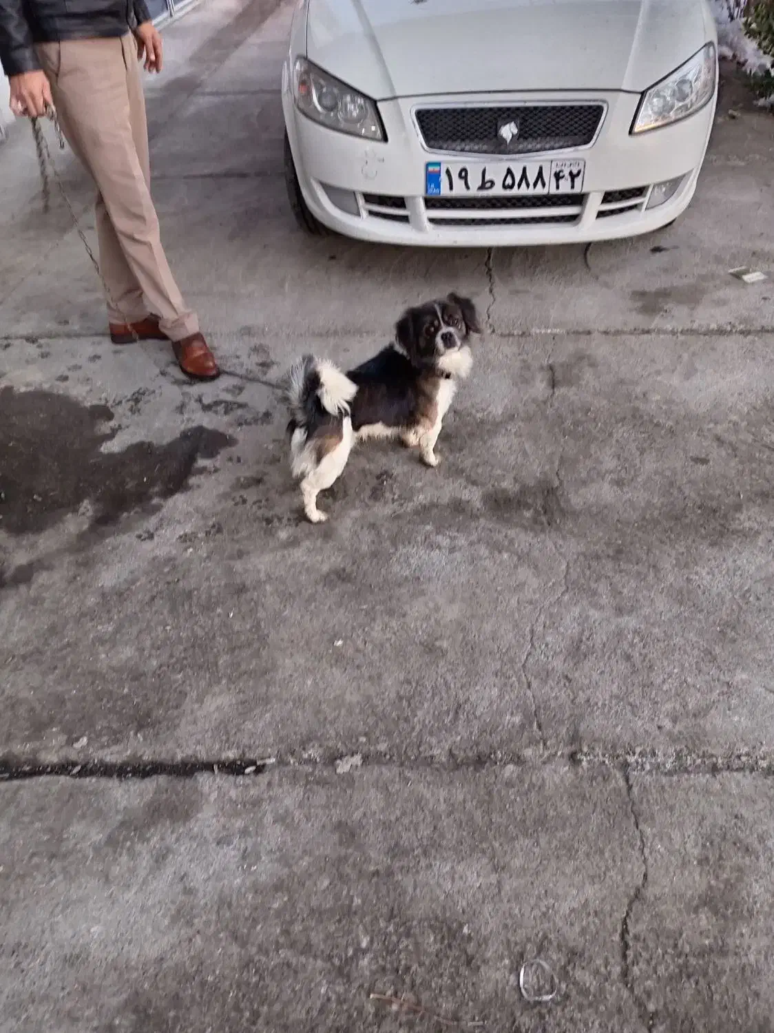 نگهبان|سگ|چناران, |دیوار