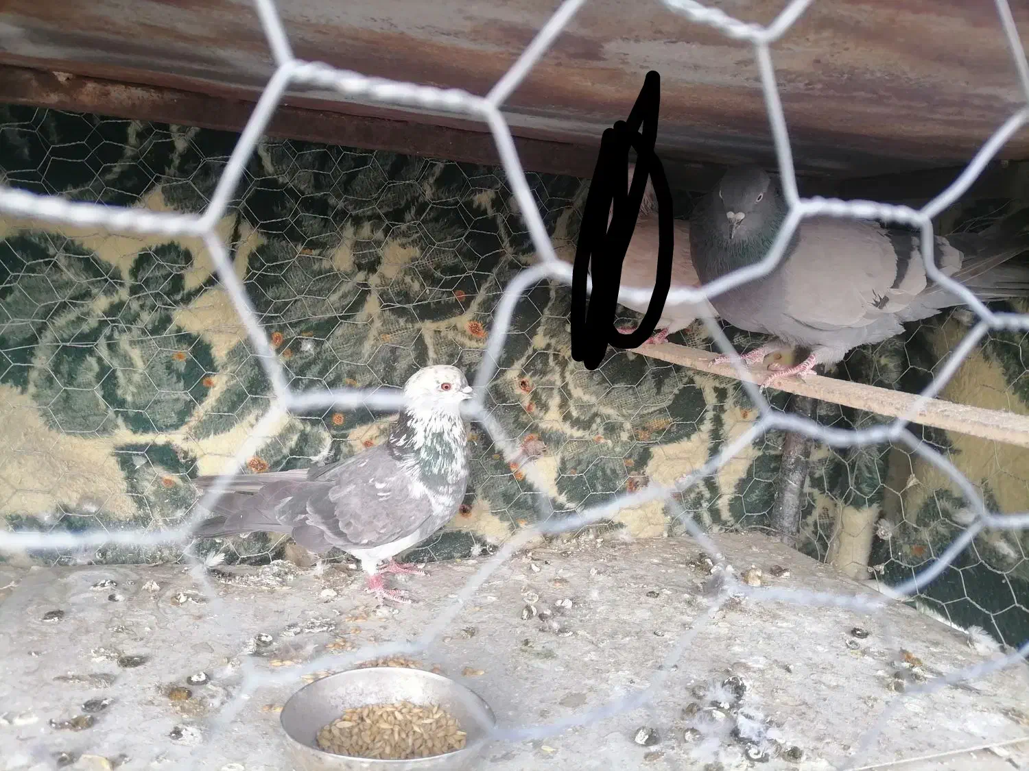 کبوتر شهرضا|پرنده|شهرضا, |دیوار