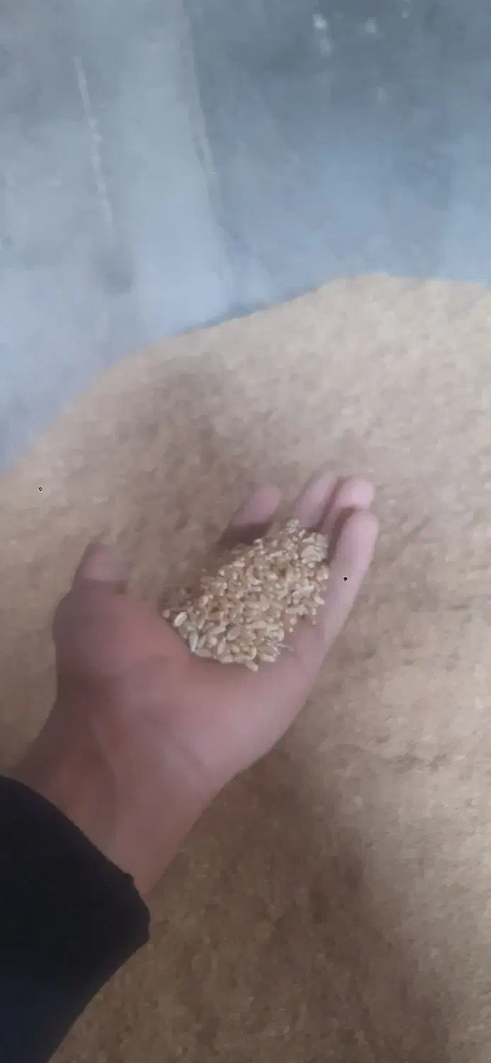 گندم رقم پیشگام|لوازم جانبی حیوانات|دشتابی, |دیوار