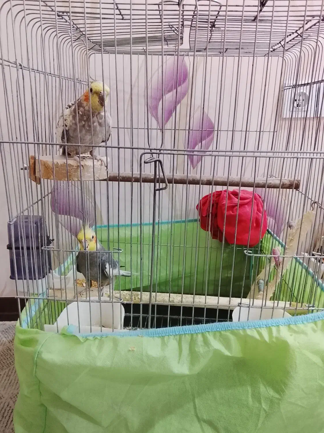 دو عدد عروس هلندی نر و ماده همراه قفس و کلبه 2400|پرنده|اهواز, کوی سعدی|دیوار