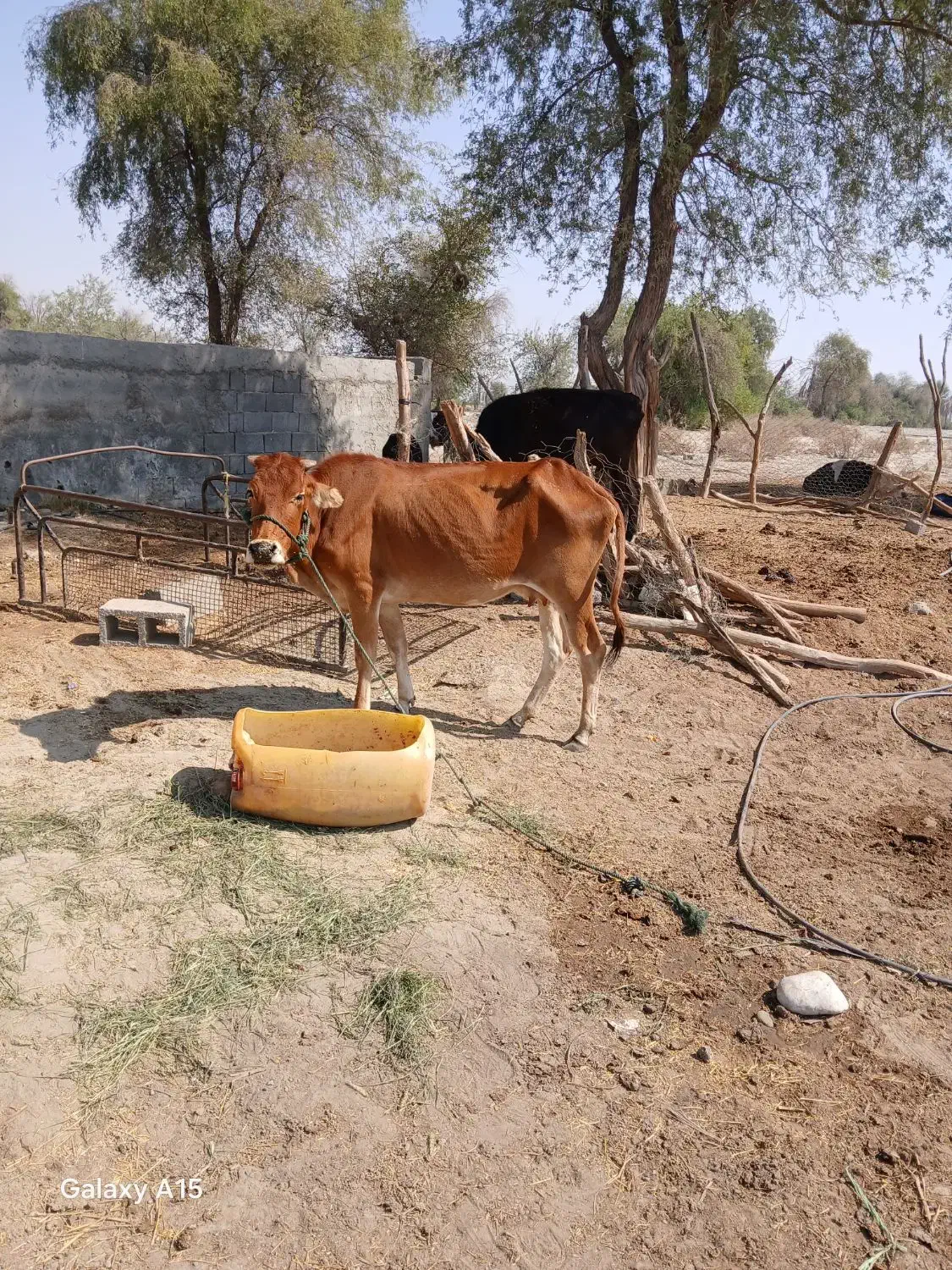 گاو فروشی|حیوانات مزرعه|میناب, |دیوار