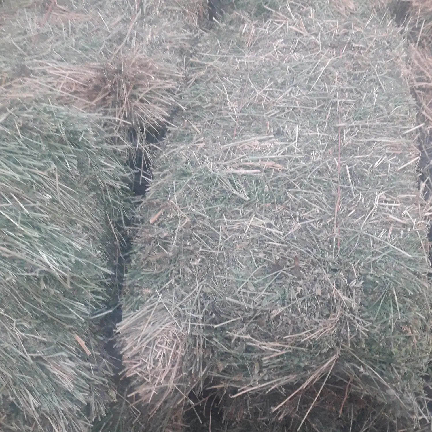 علوفه (یونجه )|عمده‌فروشی|سراب, |دیوار