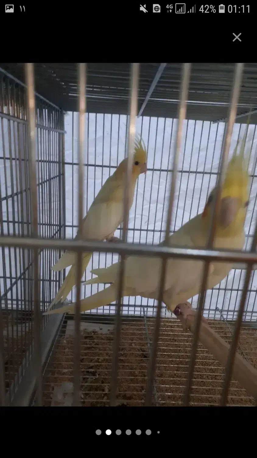 عروس هلندی مولد|پرنده|بروجن, |دیوار