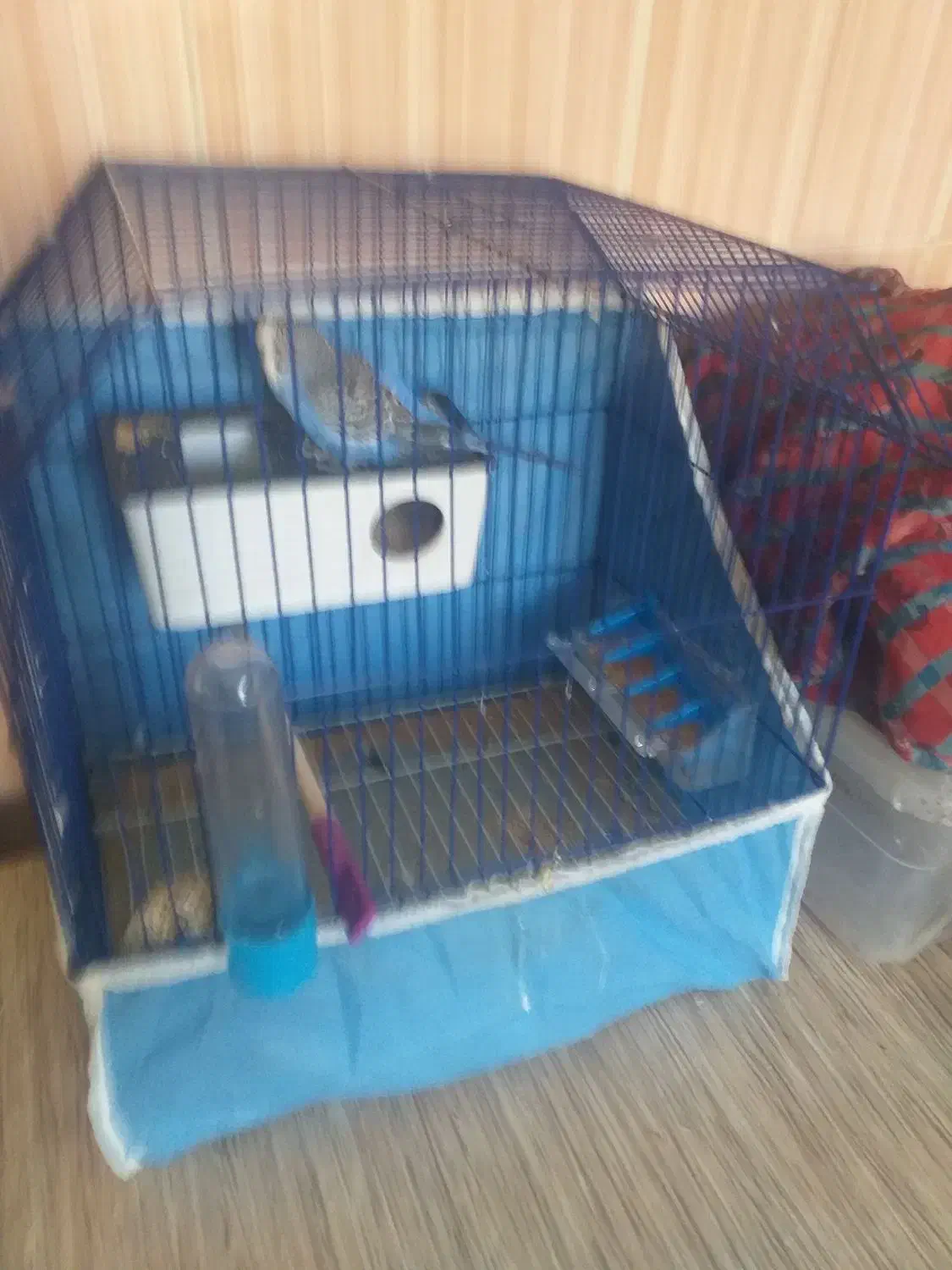 مرغ عشق|پرنده|نورآباد, |دیوار