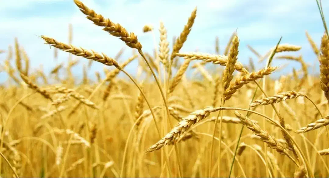 گندم کروک همتا|خدمات باغبانی و درختکاری|کوزران, |دیوار