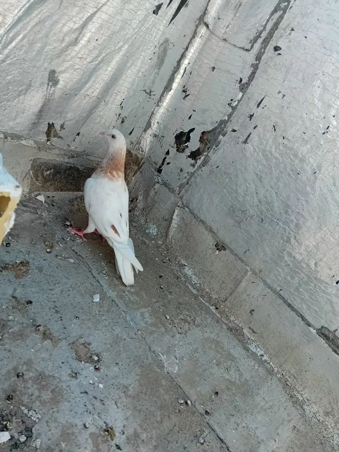 کفتر|پرنده|میناب, |دیوار